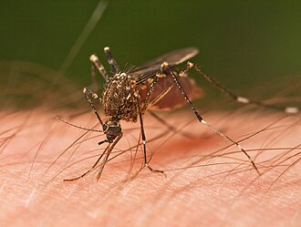 Mosquito Aedes female. Imagen bajo Licencia CCA-SA 3.0.